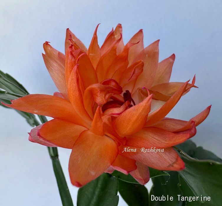 Шлюмбергера Double Tangerine