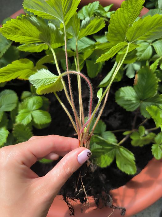 Саджанці суниці Карпатської лісової