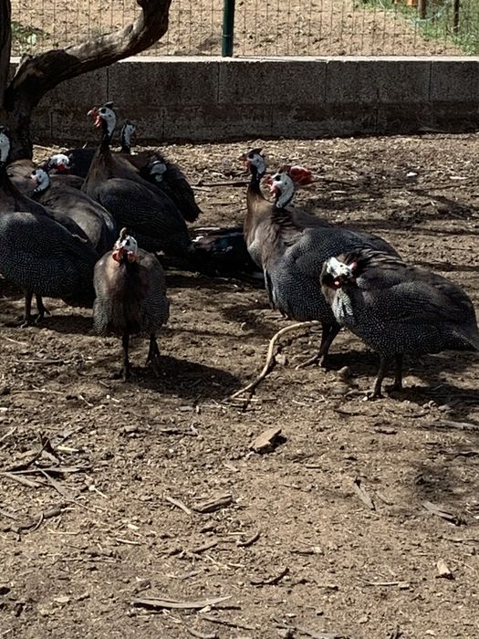 Vendo galinhas fracas