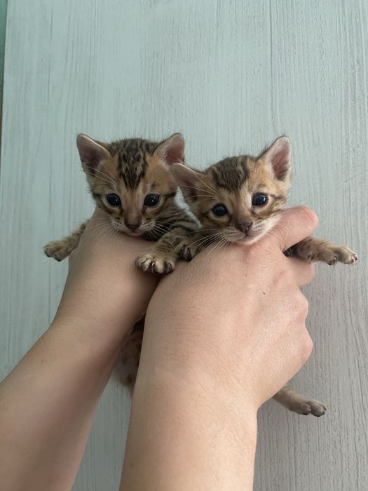 Котики.