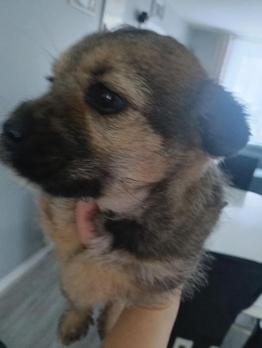 Oddam pieska w dobre ręce