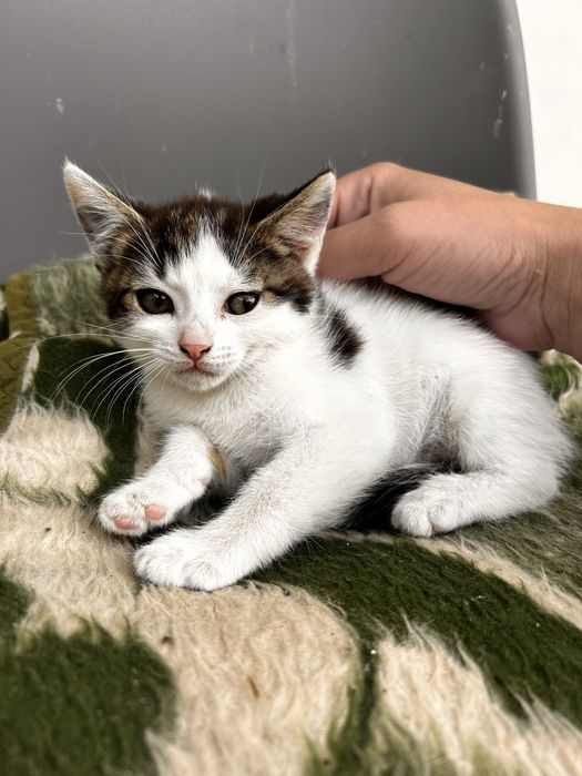 Котики 2 місяці, віддам в добрі руки