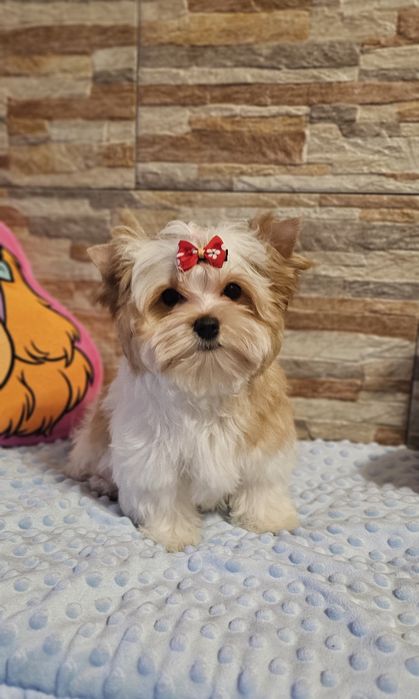 Cudny piesek Yorkshire Terrier Golddust biało-złoty york