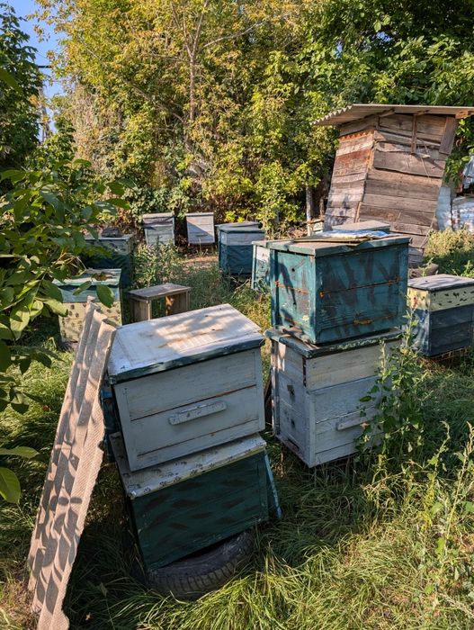 Продам пасіку вулики,