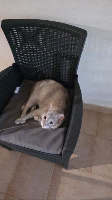 Dou gatos para adoção