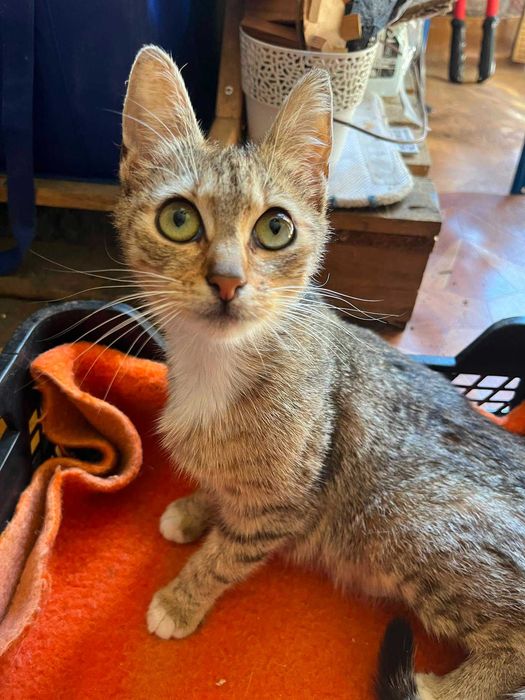 Tysia roczna kotka do adopcji