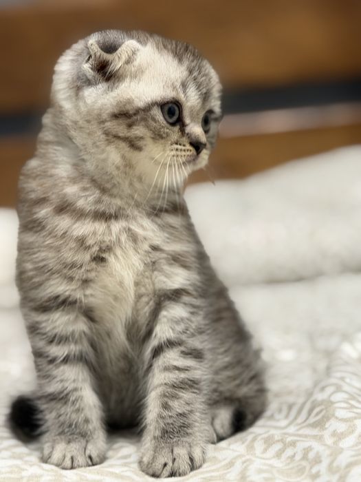 Продам котят британцев родилиси 28.05.2026