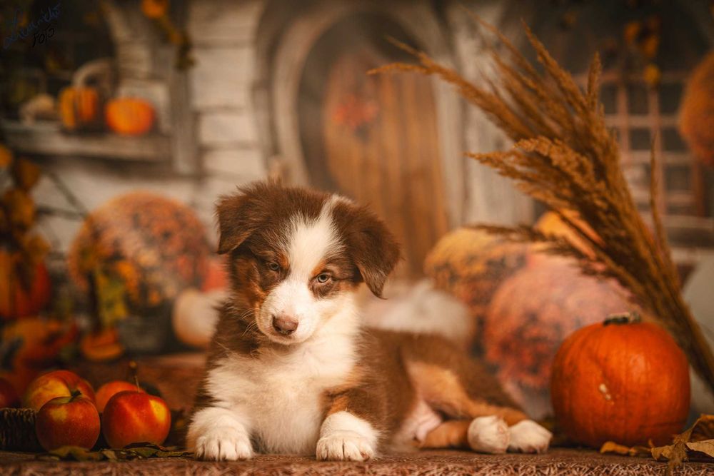 Owczarek australijski FCI - pies