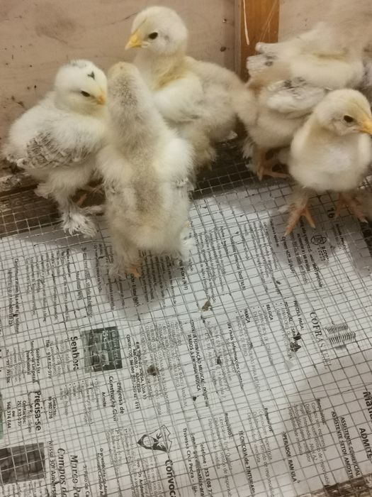 Pintos brahmas para trocar de lar