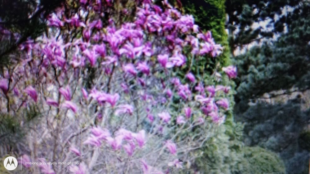 Magnolia Liliflora doniczka