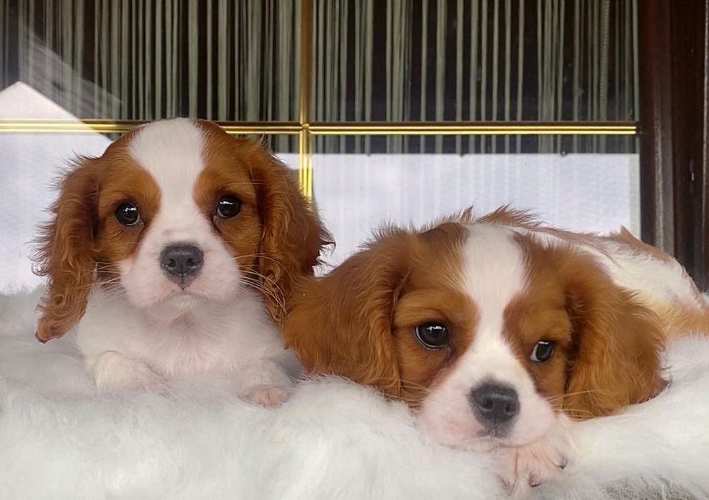 Cavalier King Charles Sosniel