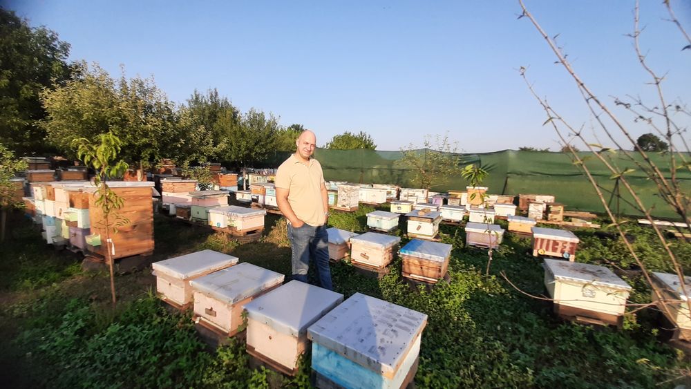 Бджолопакети Бакфаст