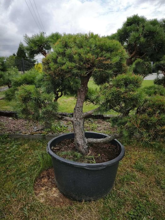 Sosna bonsai.