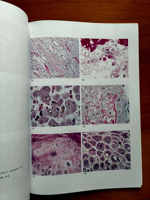 Caderno de Aulas Práticas de Patologia Geral
