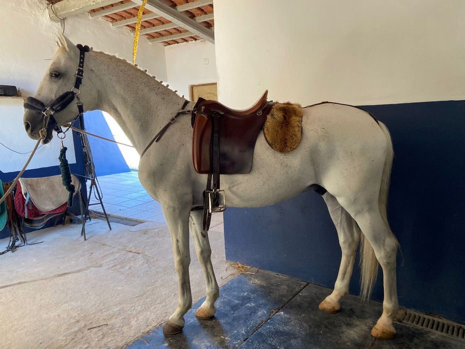 Cavalo Lusitano de pelo branco