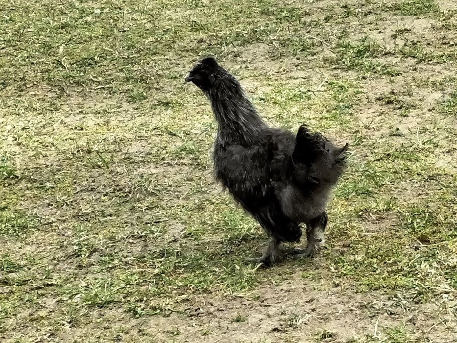 Sprzedam koguta silke