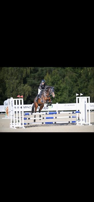 Sprzedam klacz po Stakkato Top