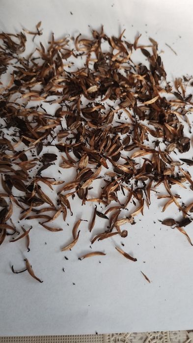 Nasiona cynii czerwonej