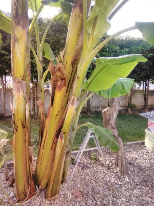 Bananeiras envazadas-enraizadas (pode replantar em qualquer época)