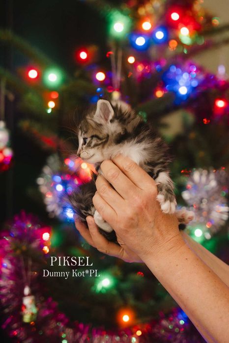 Kocurek Norweski Leśny z rodowodem