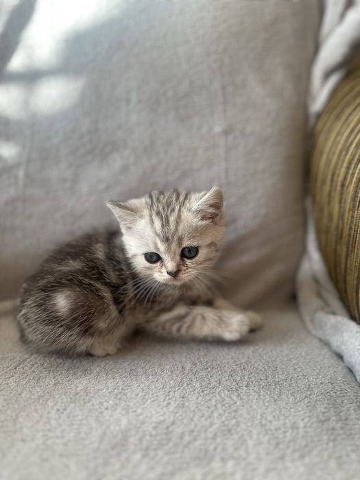Шотландські кошенята