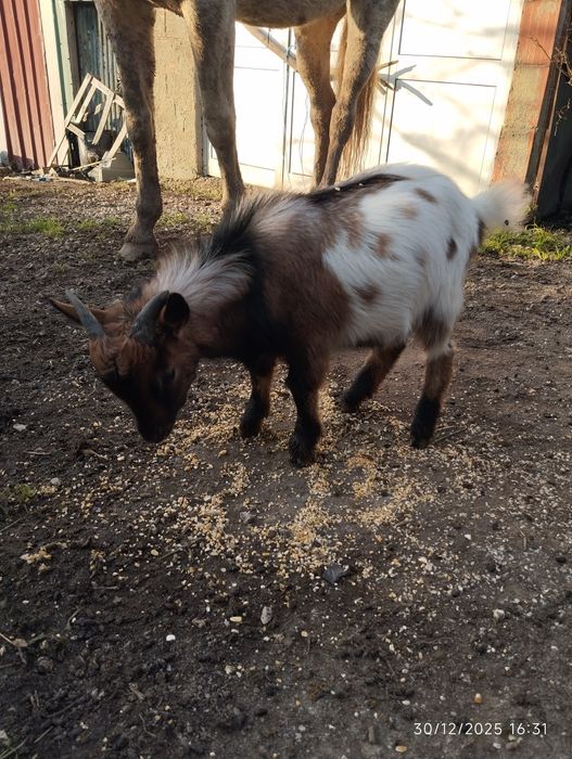 cabras anãs para venda