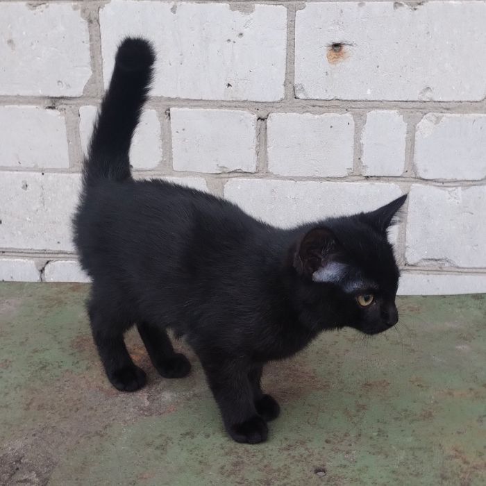 Котики в Острі добрим людям