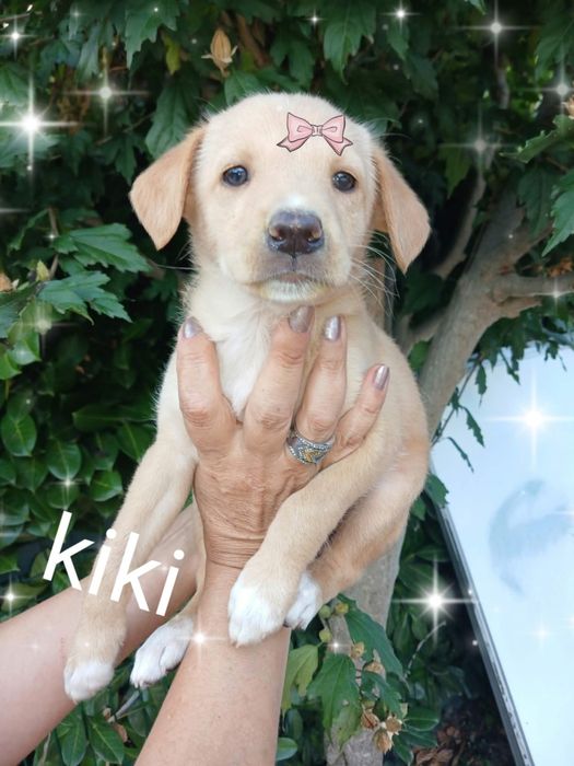 Kiki para adoção muito responsável