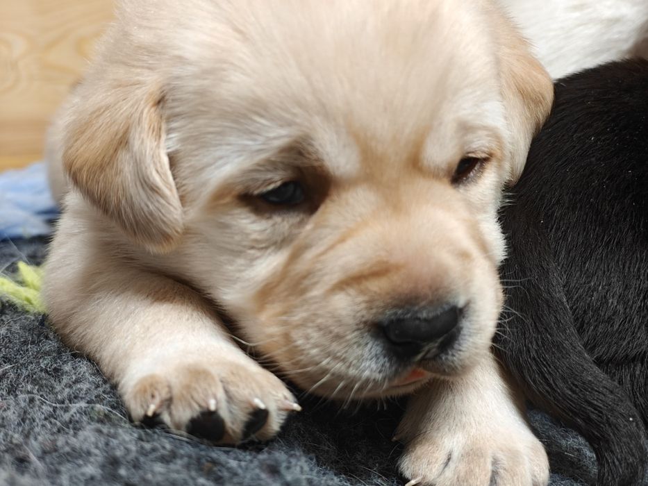 Labrador Retriever Piesek FCI