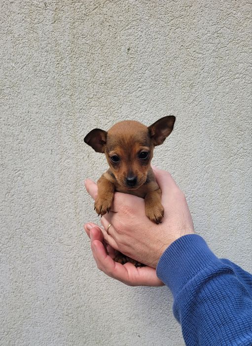 Pinscher miniatura femea