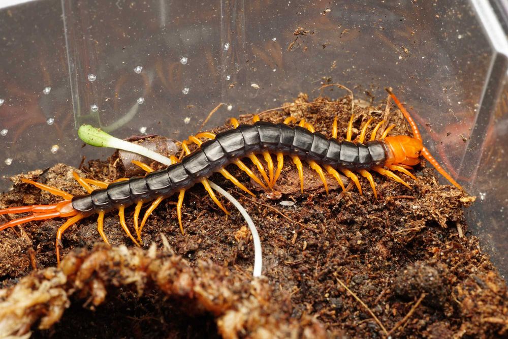 Scolopendra dehaani "flame leg" podrostki OGROMNE