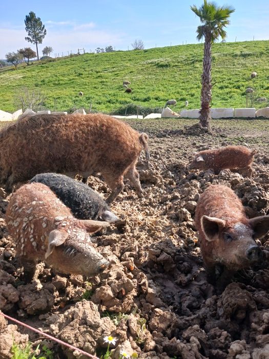 Porco ovelha Mangalitsa