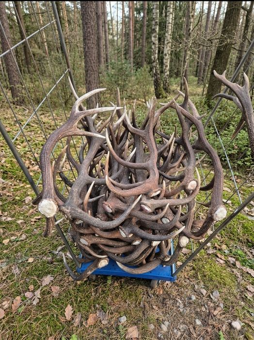 Poroża piękne świeże na kilogramy