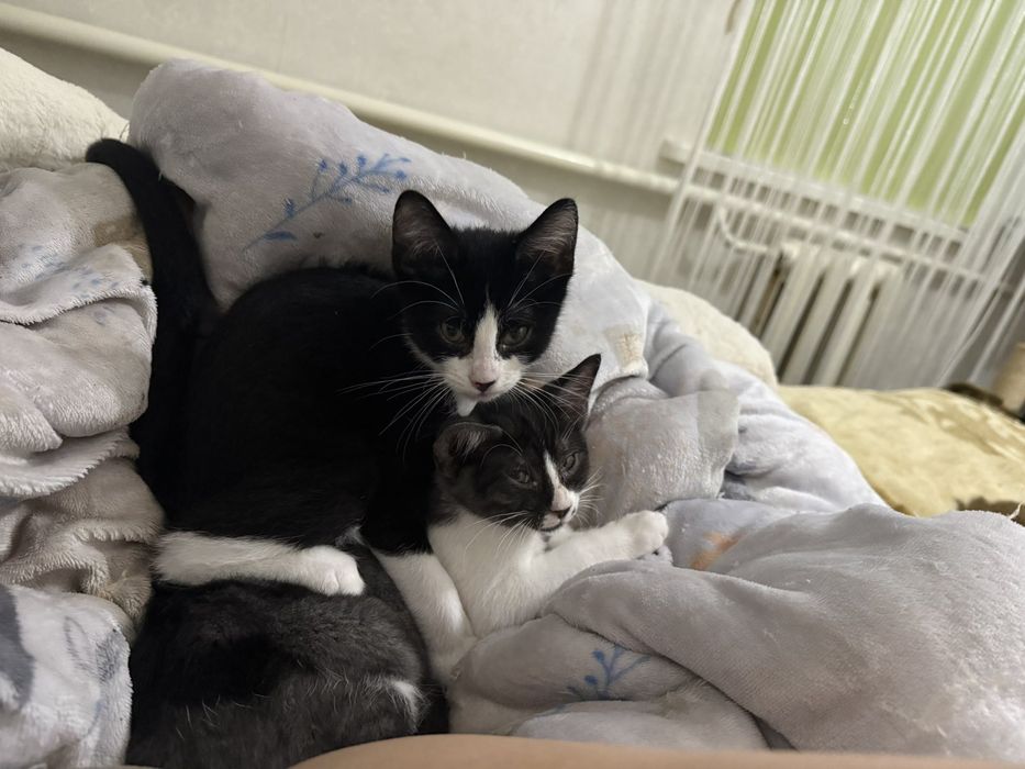 Віддам в добрі руки