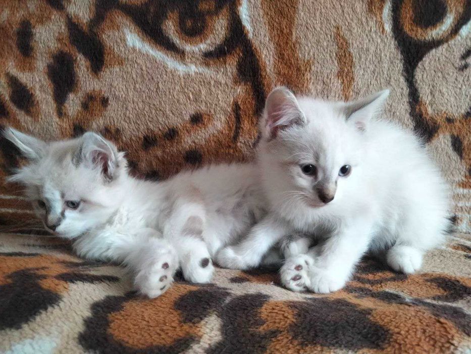 Віддам кошенят у добрі руки! (Чернігів)