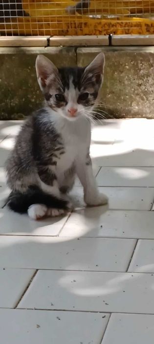 Adoção responsavel de gatinhos.