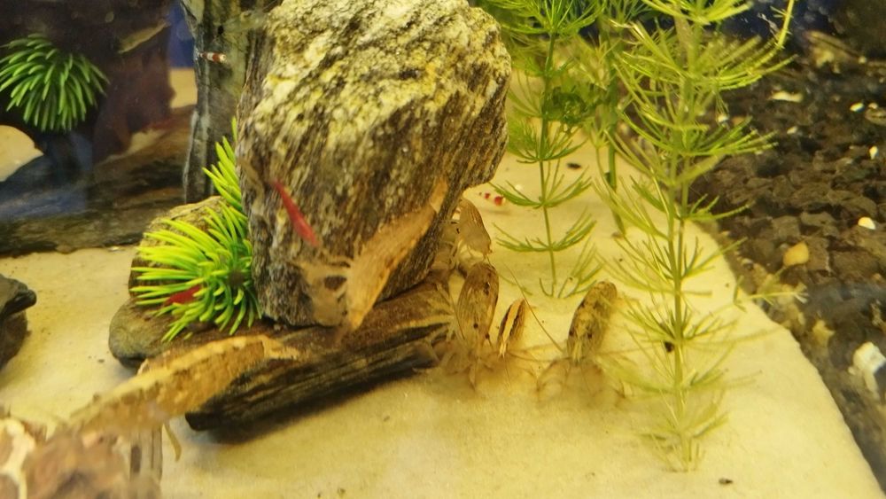 Krewetki Filtrujące