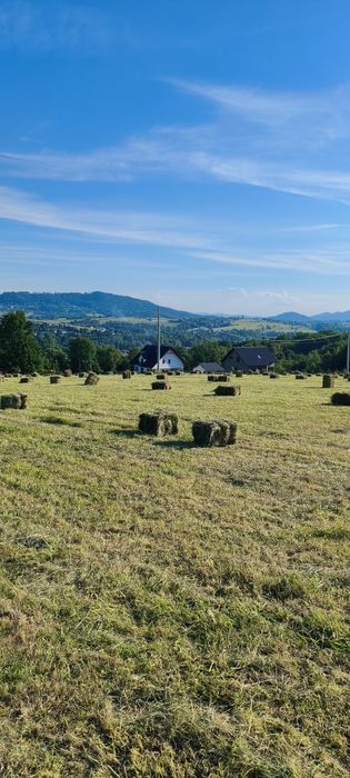 Siano kostka 2026, zbierane bez deszczu głównie koniczyna.