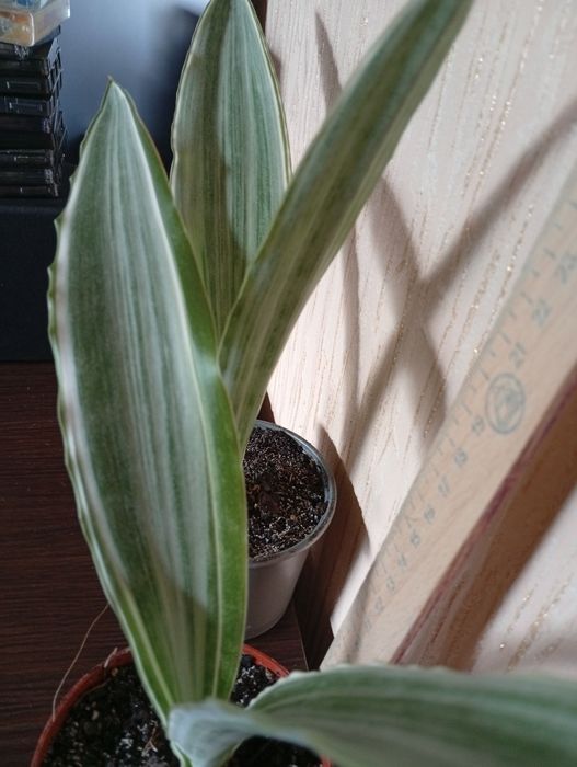 Сансеверія Манолін