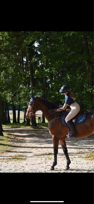 Koń profesor dla juniora/ amatora!