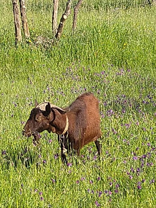 Vendo Cabrito Saanen com Murciano