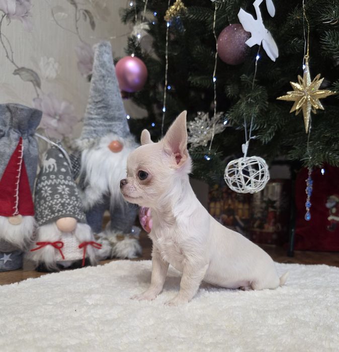 Неймовірні хлопчики. Міні чихуахуа