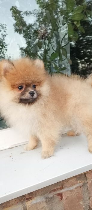 Ведмедик померанчик.