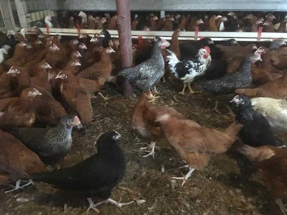 Kury nioski młode z pierwszym jajkiem prosto od hodowcy.Zdrowe Kury