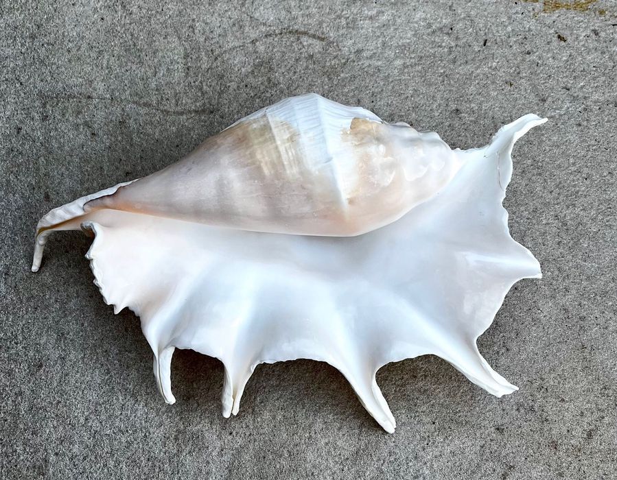 Búzio grande — 40€