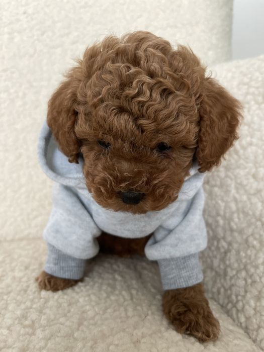 Poodle toy VIP (mini)