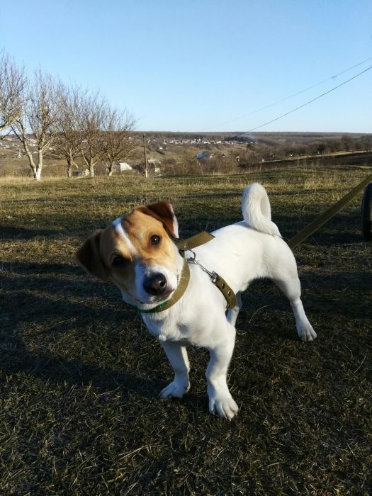 Вязка джек Рассел терьер Оринин, Камʼянець-Подільський район