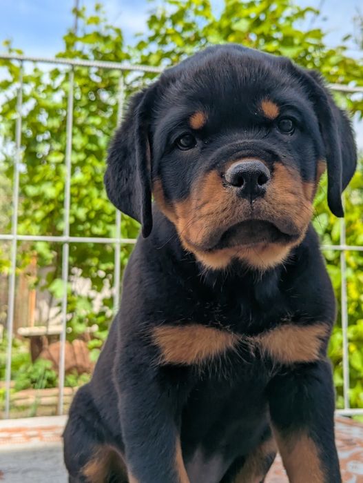 Продам цуценя ротвейлера