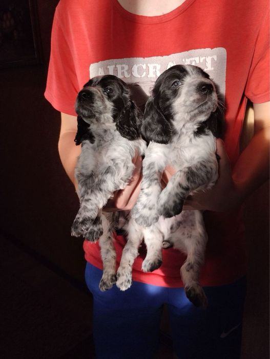 Продам цуценят Спаніельчиків