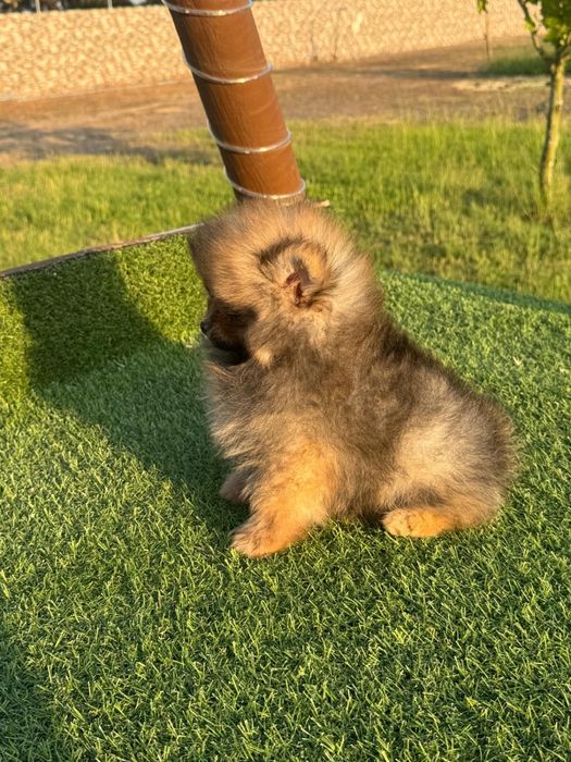 Lulu da Pomerânia Anão com LOP